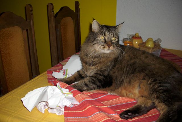Slika