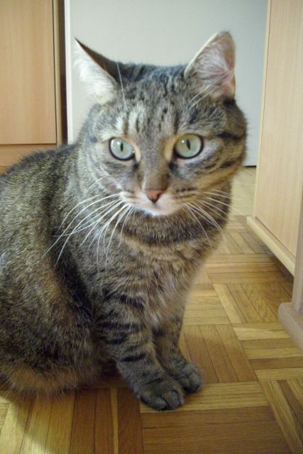 Slika