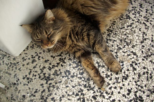 Slika