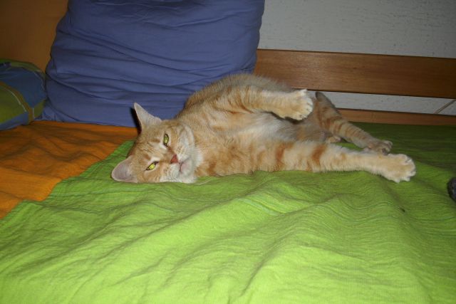 Slika