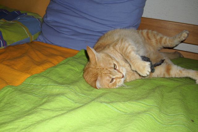 Slika