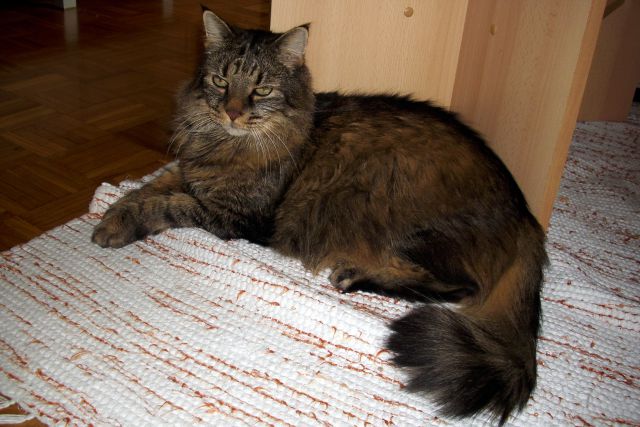 Slika