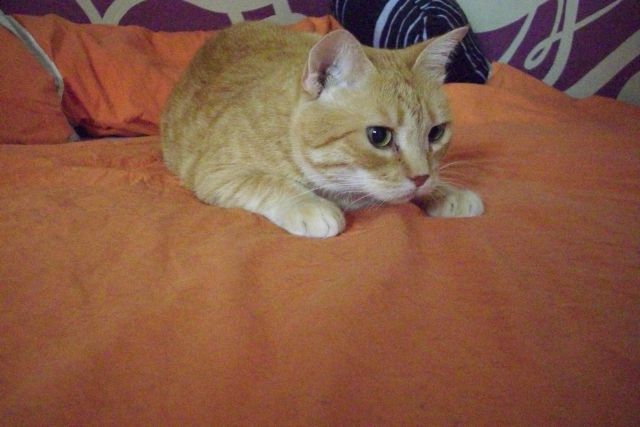 Slika