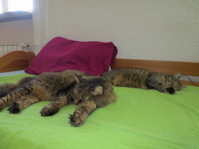 Slika