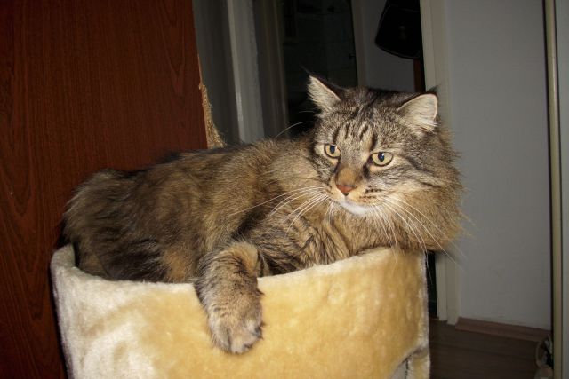 Slika