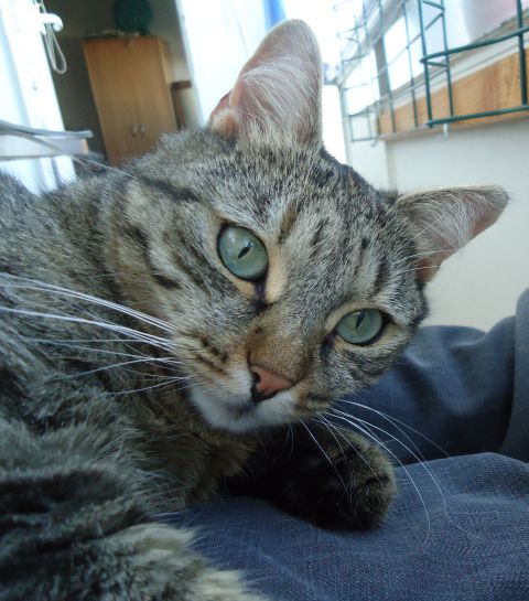 Slika