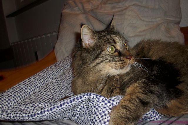 Slika