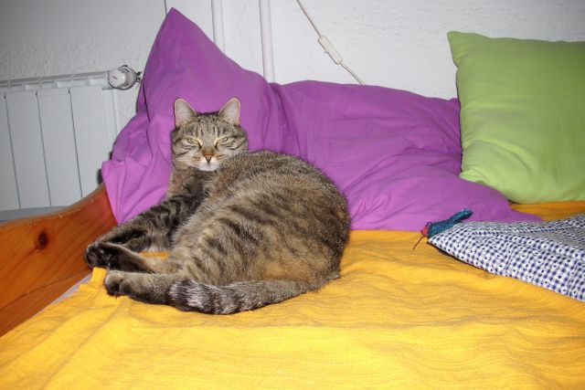 Slika