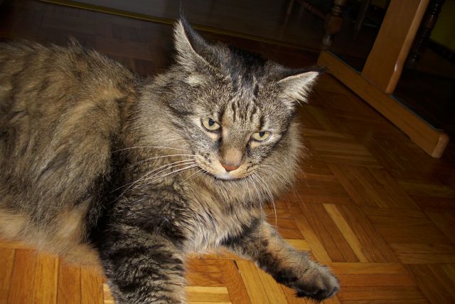 Slika