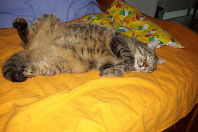 Slika