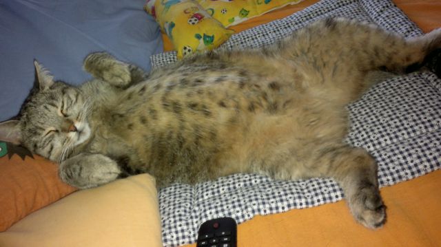 Slika