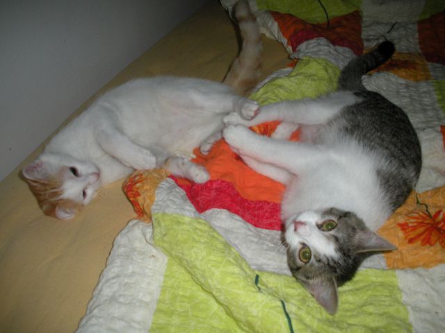 Slika