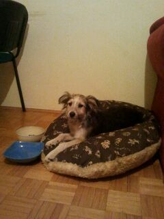 Slika