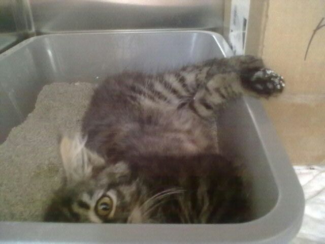 Slika