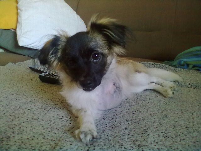 Slika
