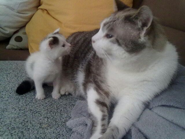 Slika
