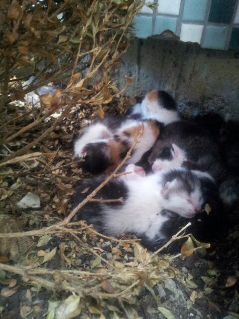 Slika