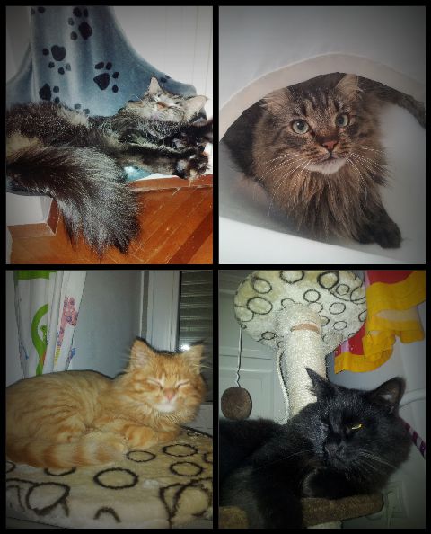 Slika