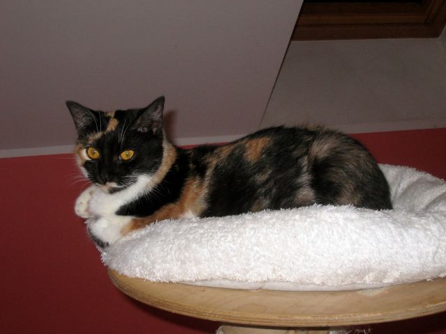 Slika