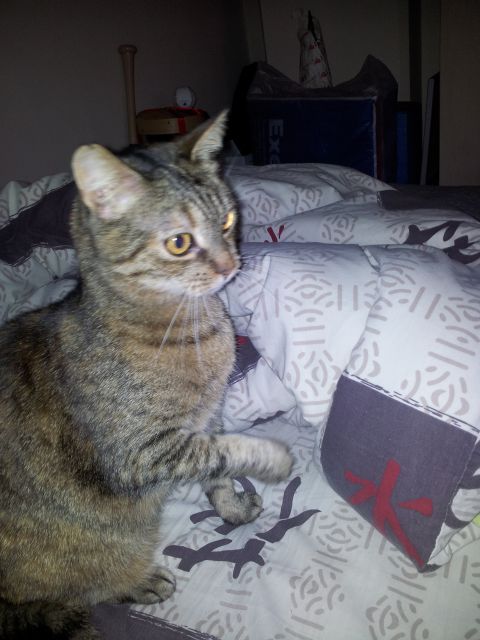 Slika
