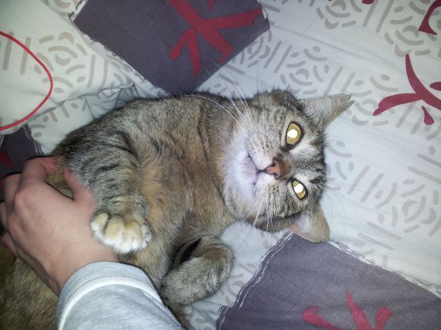 Slika
