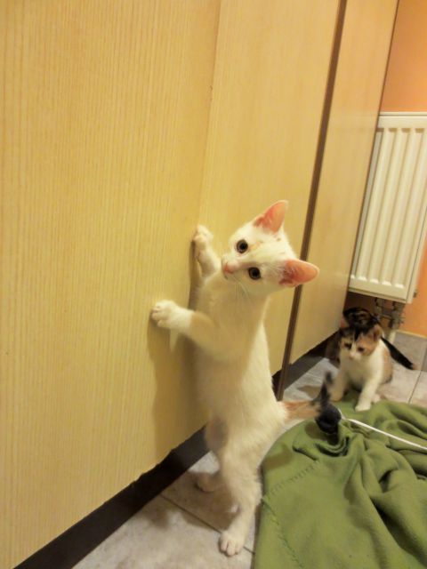 Slika