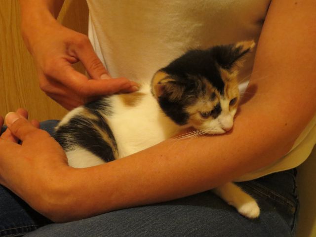 Slika