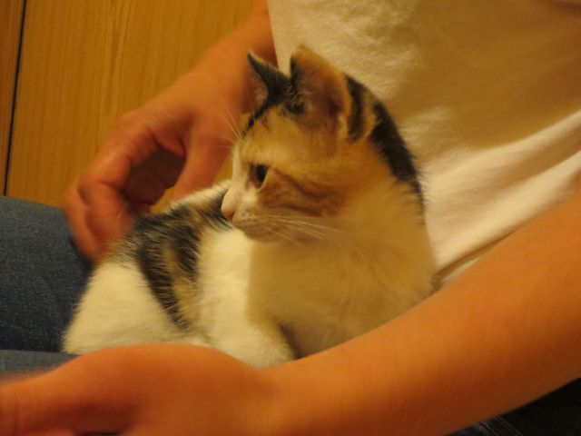 Slika