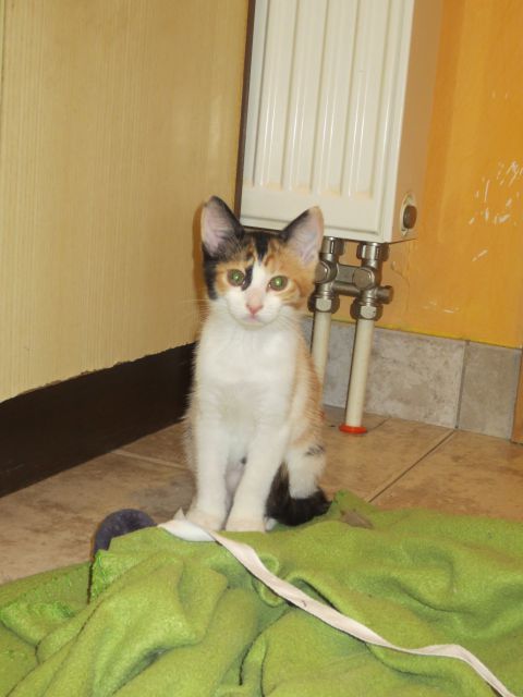 Slika