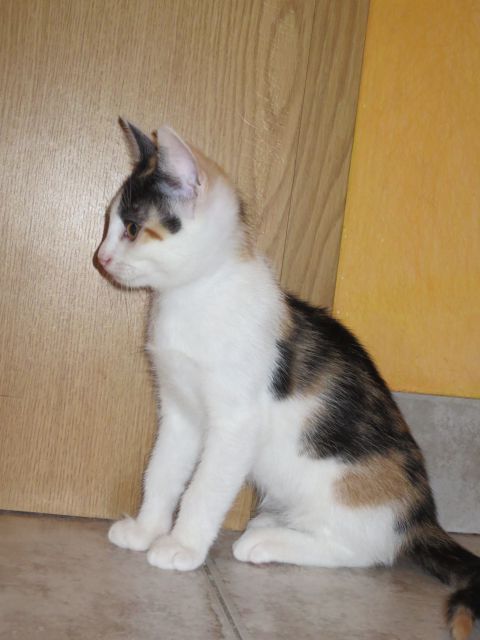 Slika