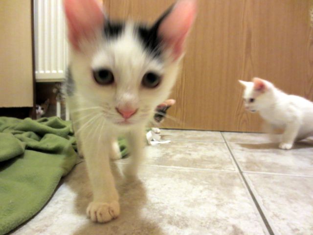 Slika