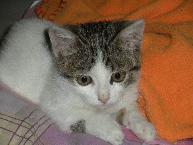 Slika