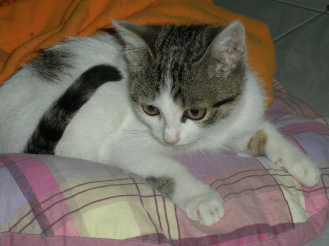 Slika