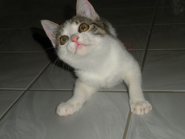 Slika