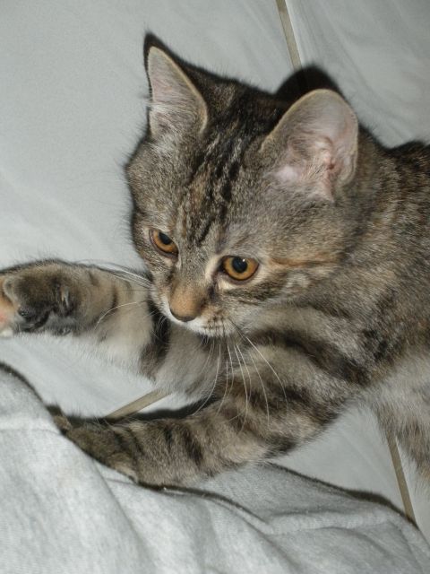 Slika