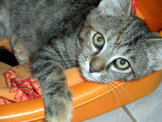 Slika