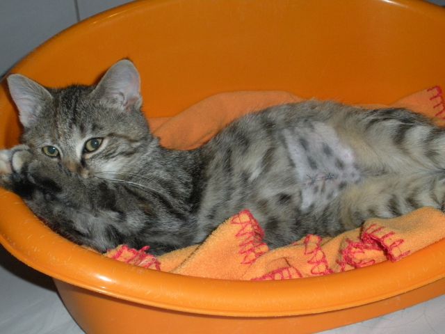 Slika