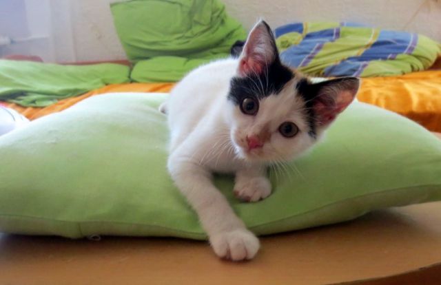 Slika