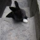My inteligent little bunny...
Kepica gre po štengah... (preveo od šteng so stopnice) za n