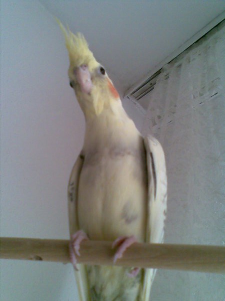 Papiga nimfa - foto povečava
