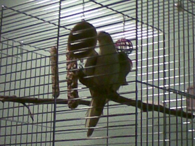 Papiga nimfa - foto