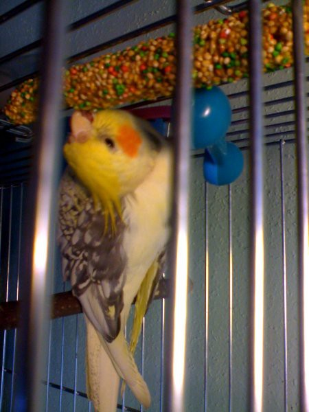 Papiga nimfa - foto povečava