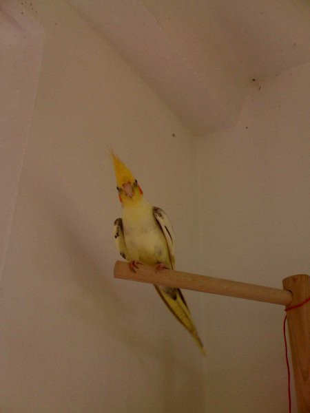 Papiga nimfa - foto