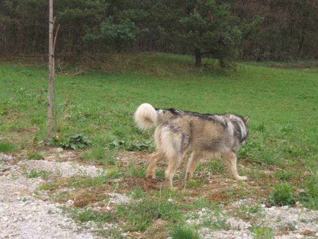 As&sib - foto povečava