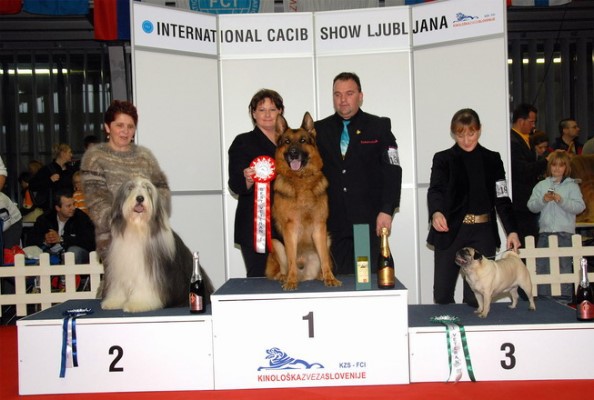 DEX ZLATOLIČNI - VETERANI - CACIB LJUBLJANA