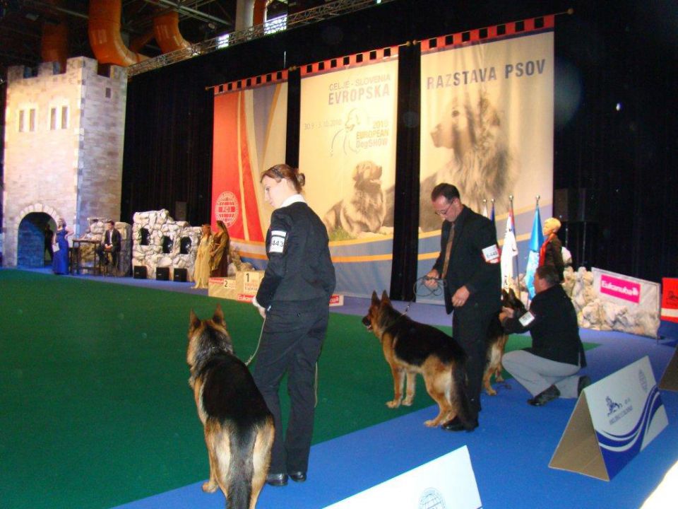 EURO DOG SHOW CELJE 2010 - foto povečava