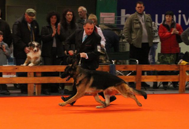 CACIB VRTOJBA 2010 - foto