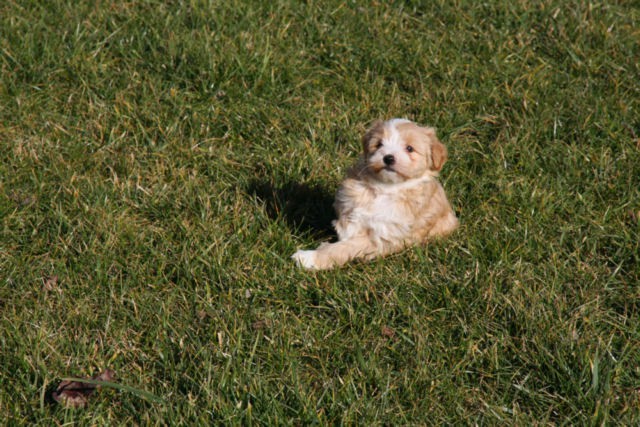 Bailey na trauci :)