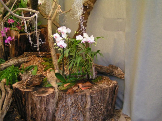 Razstava orhidej-kurbus - foto