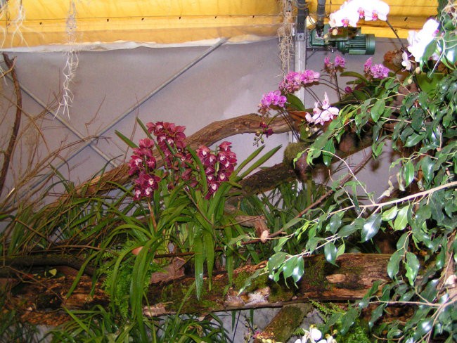 Razstava orhidej-kurbus - foto povečava